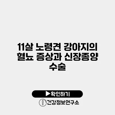 11살 노령견 강아지의 혈뇨 증상과 신장종양 수술