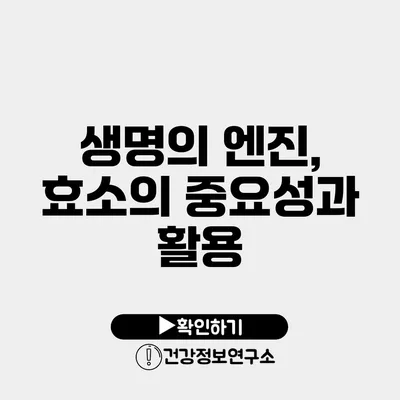 생명의 엔진, 효소의 중요성과 활용