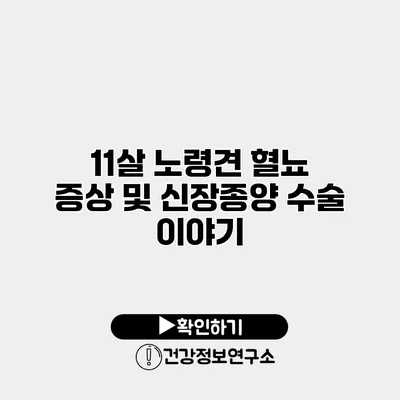 11살 노령견 혈뇨 증상 및 신장종양 수술 이야기